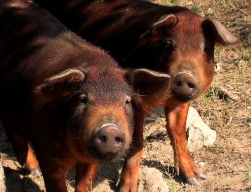 Traditional pig breed Mora Romagnola