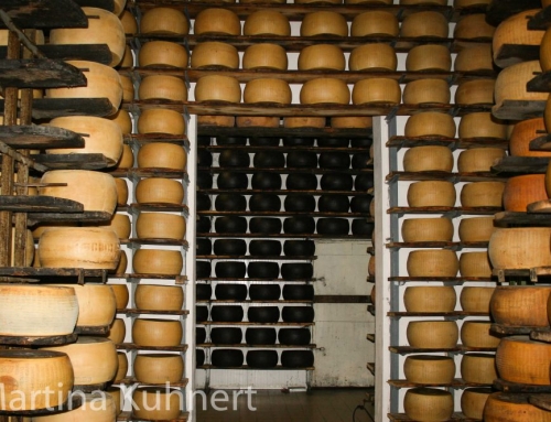 The “King of cheese” Parmigiano Reggiano – tasting and more